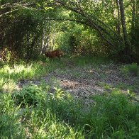 Creek Trail Toward River