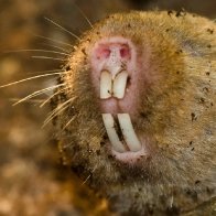 Near-blind Ansell's mole-rats detect magnetic cues with eyes, study shows