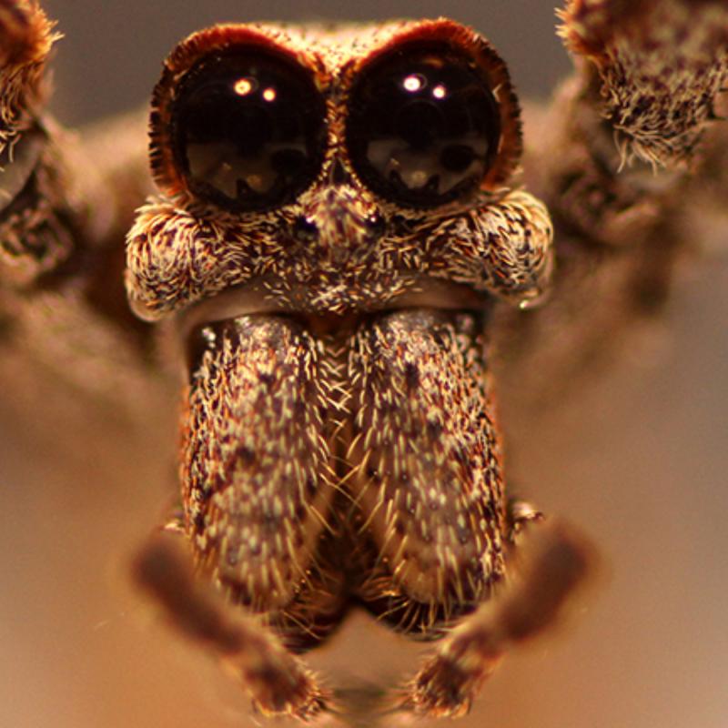 Ogre-faced spiders catch insects out of the air using sound