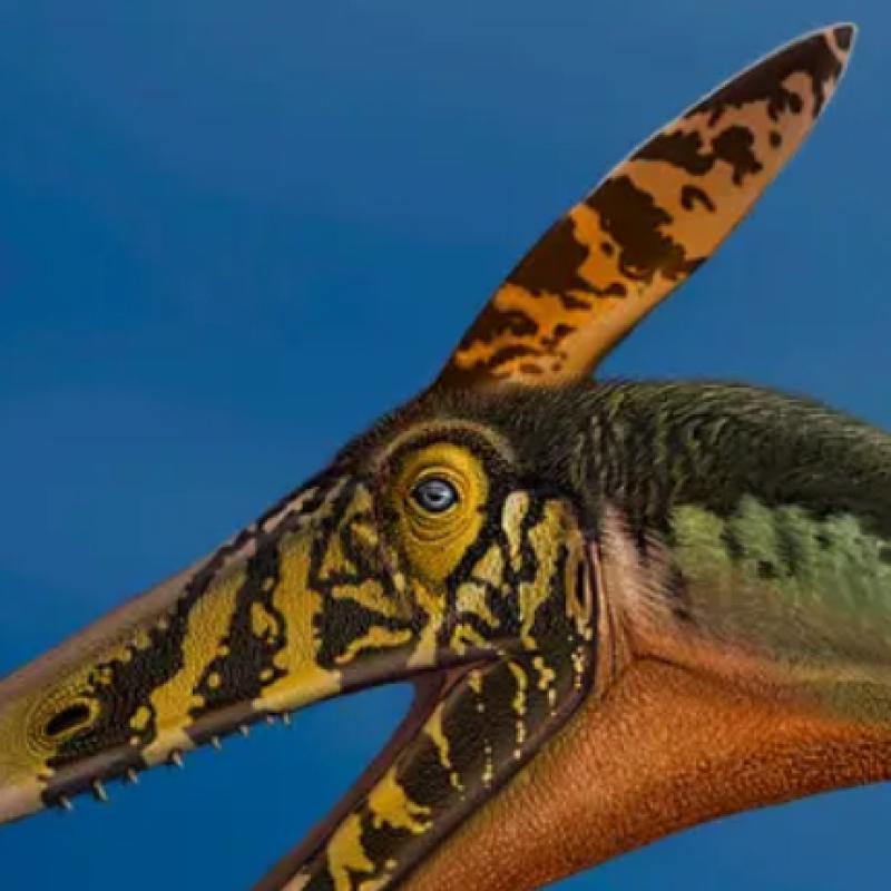 First Winged Reptiles  Were Clumsy Flyers Research 