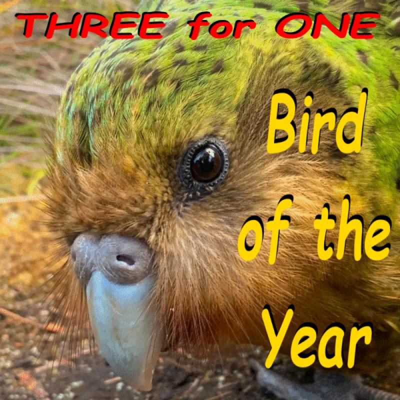 Bird Of The Year A New Zealand Threefer! Bob Nelson The NewsTalkers