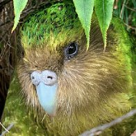 Kākāpō, the world's fattest parrot, named New Zealand's bird of the year for 2020