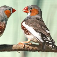 Birds Sing to Their Eggs, and This Song Might Help Their Babies Survive Climate Change