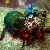 14 Incredible Mantis Shrimp Facts - Fact Animal