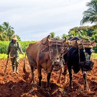 Cuba Named a State Sponsor of Terrorism by Trump Administration