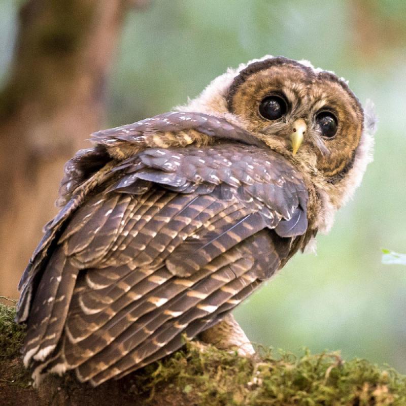 Trump administration slashes imperiled spotted owls' habitat