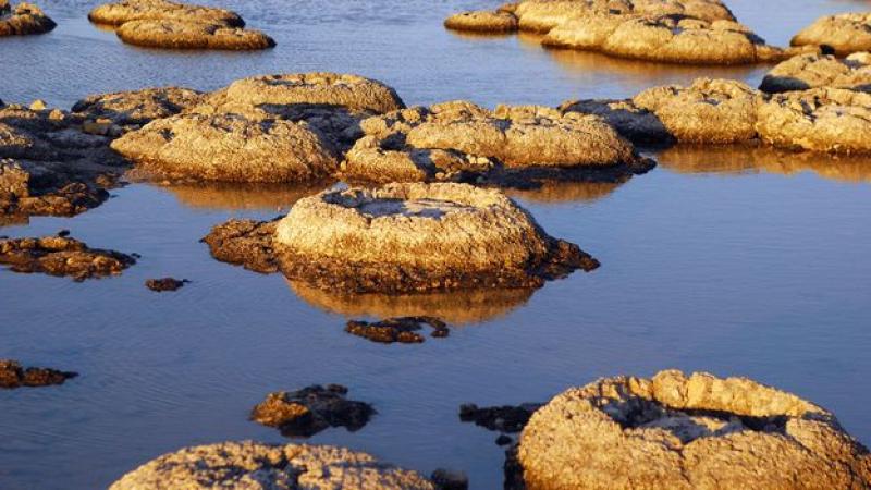 BBC - Travel - Stromatolites: The Earth's oldest living lifeforms