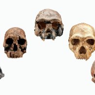 An Evolutionary Timeline of Homo Sapiens     |    Science    | Smithsonian Magazine