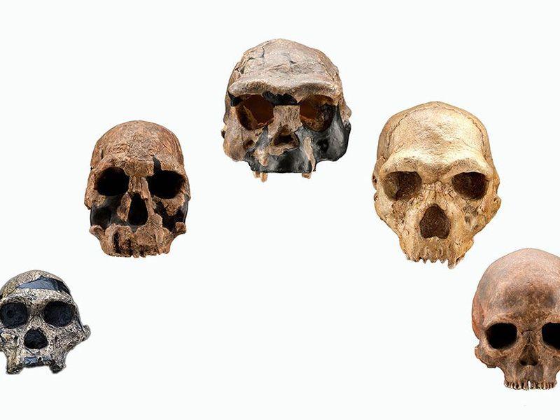 An Evolutionary Timeline of Homo Sapiens     |    Science    | Smithsonian Magazine