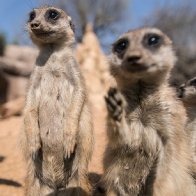 Zoo animals react to visitors returning after lockdown