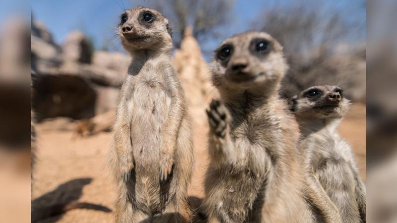 Zoo animals react to visitors returning after lockdown