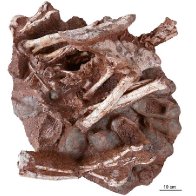 Researchers discover a dinosaur preserved sitting on a nest of eggs with fossilized embryos, a first