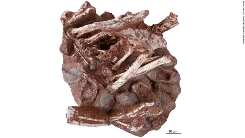 Researchers discover a dinosaur preserved sitting on a nest of eggs with fossilized embryos, a first