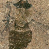 Full-bellied fossil suggests flies were active pollinators 47 million years ago - UPI.com