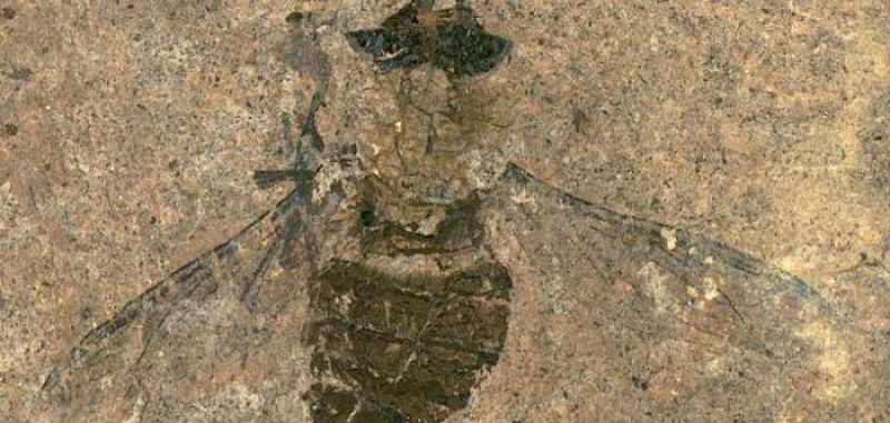 Full-bellied fossil suggests flies were active pollinators 47 million years ago - UPI.com