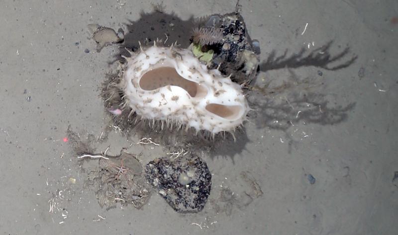 Photos Show Strange Sea Creatures Unveiled by Mega-Iceberg Breaking in Antarctica