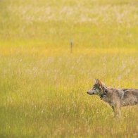 The Wolf That Discovered California     |    Science    | Smithsonian Magazine