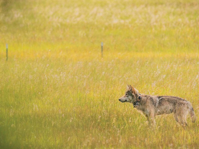 The Wolf That Discovered California     |    Science    | Smithsonian Magazine