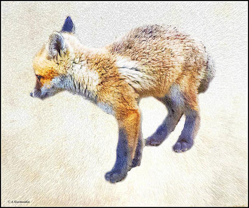 Fox Outing (No, I Don't Mean Not "Out-foxing") on CREATIVE ARTS Three Day Weekend