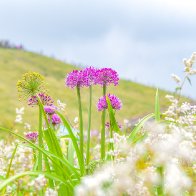 Sea of wild leek flowers in Guizhou enchants visitors