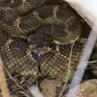 Dozens of Tangled Rattlesnakes Found Beneath Woman's House Floorboards