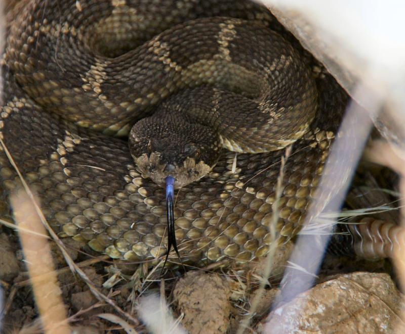 Dozens of Tangled Rattlesnakes Found Beneath Woman's House Floorboards