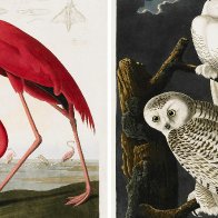 US conservation group to drop Audubon name over 'pain' caused by slaveholder