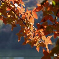 Colors of autumn in Conghua