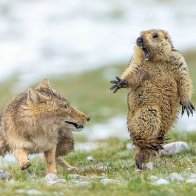 Photo exhibition celebrates Qinghai's ecology and biodiversity