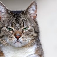 New research says cats may be psychopaths | thv11.com