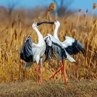 Oriental storks rest in man-made nests on electricity pylons in Yangzhou