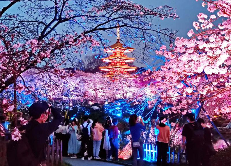 Wuhan's cherry blossoms stun sightseers