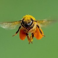 There's a Really Weird Effect When Honeybees Fly Over a Mirror