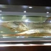 Two of the Largest Freshwater Fish in the World Declared Extinct