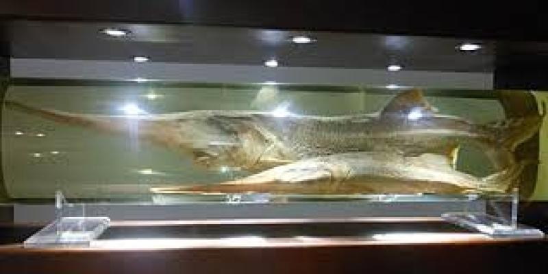 Two of the Largest Freshwater Fish in the World Declared Extinct