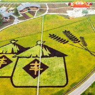 Rice paddy art brings autumn colors in Chengdu