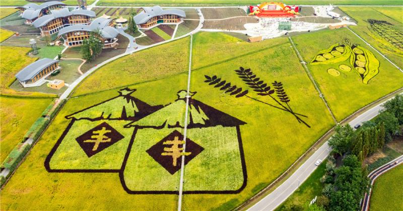 Rice paddy art brings autumn colors in Chengdu