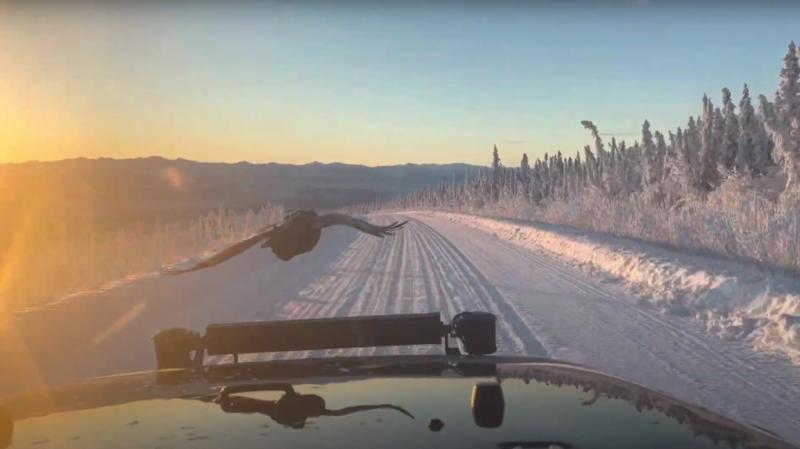 Caught on cam: Raven flies in front of B.C. couple's car for 45 minutes