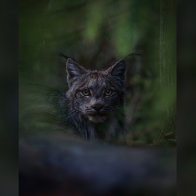 Photographer captures 'serene' lynx for Canadian Geographic's 2022 Photos of the Year competition