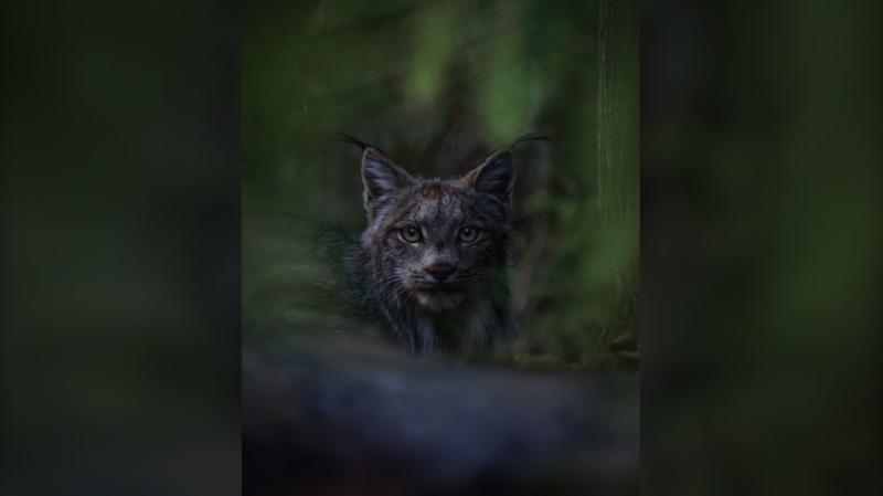 Photographer captures 'serene' lynx for Canadian Geographic's 2022 Photos of the Year competition