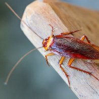 San Antonio Zoo will let you name a cockroach after an ex and feed it to an animal