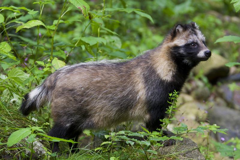 Genetic Evidence Ties Covid's Origin to Raccoon Dogs | Smart News| Smithsonian Magazine