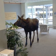 Moose feasts on lobby plants in Alaska hospital building