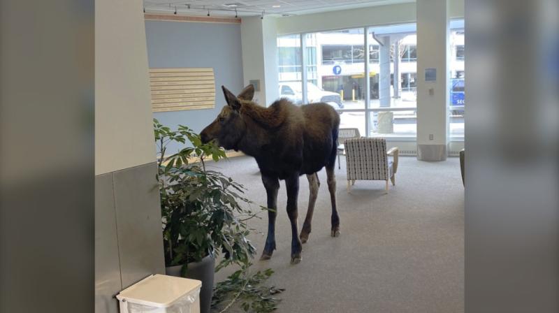 Moose feasts on lobby plants in Alaska hospital building