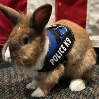 Officer Cottontail? Bunny joins police force. Fur real.