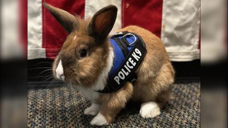 Officer Cottontail? Bunny joins police force. Fur real.