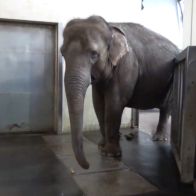 Most elephants eat bananas with the peel on, but this elephant has developed her own peeling technique