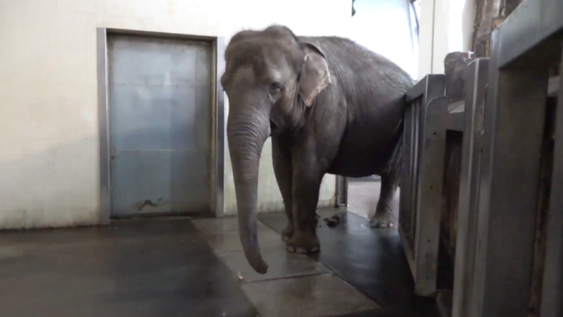 Most elephants eat bananas with the peel on, but this elephant has developed her own peeling technique