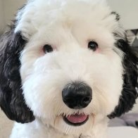 Snoopy's real-life twin might actually be Bayley the mini sheepdog