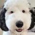 Snoopy's real-life twin might actually be Bayley the mini sheepdog
